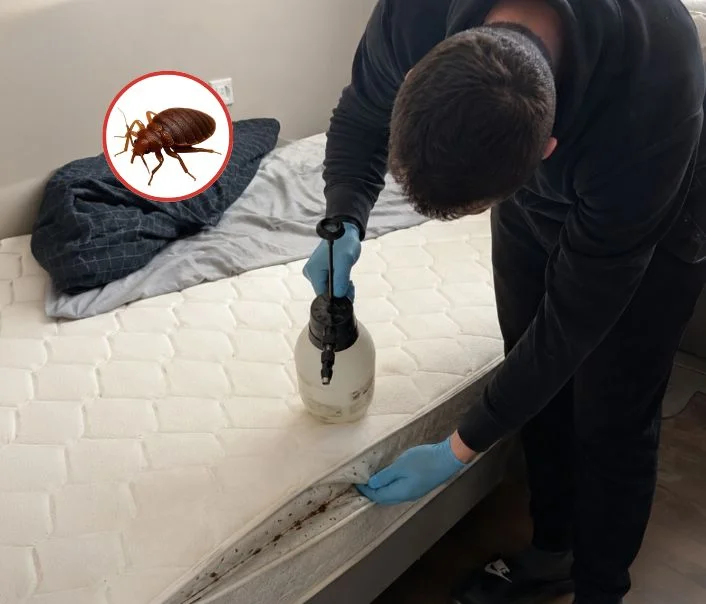 Technicien traitant un matelas contre les punaises de lit à Méricourt